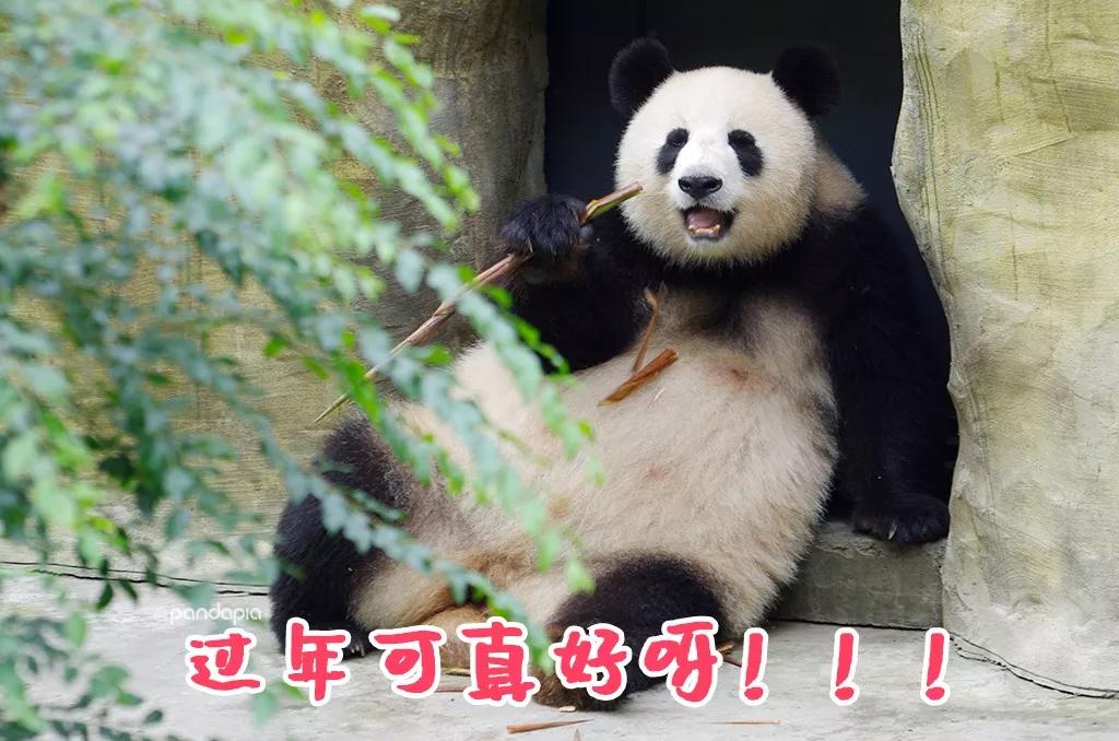 火爆全网!熊猫麻将能开挂吗-哔哩哔哩 
