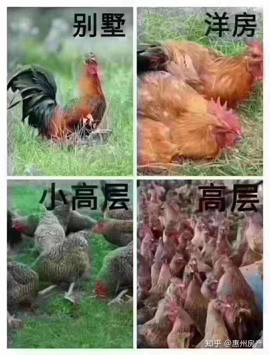 3分钟教你科普“安徽天天比鸡”-太坑了原来有挂