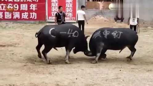 新教你‘‘新又实用斗牛先进仪器设备一《我来教教你怎么赢 》