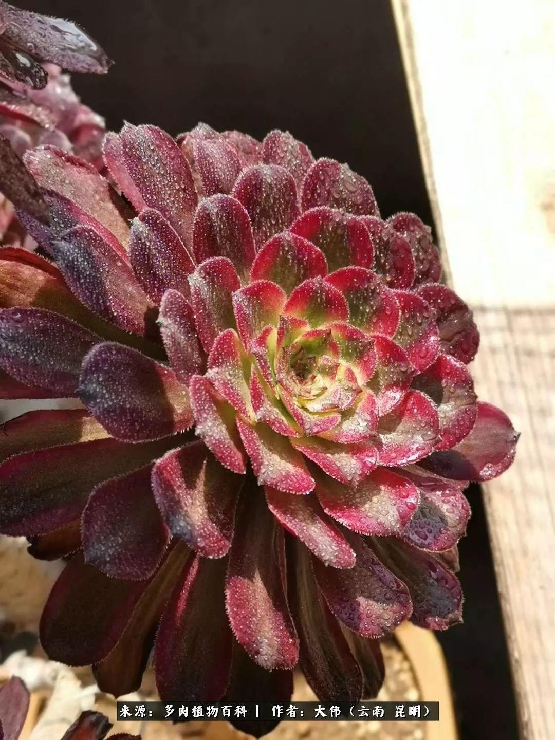 天天斗地主真的确实是有挂(确实有挂)