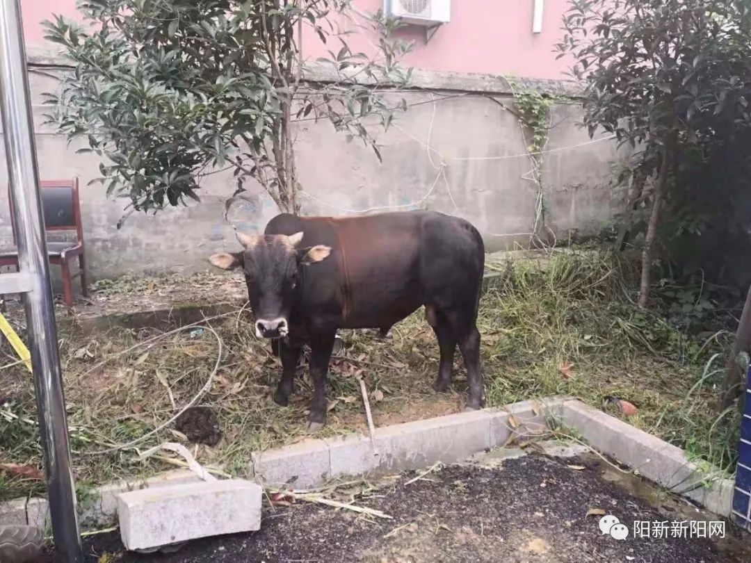 我来教教大家“斗牛高科技报点器_《爱问知识人 使用说明》
