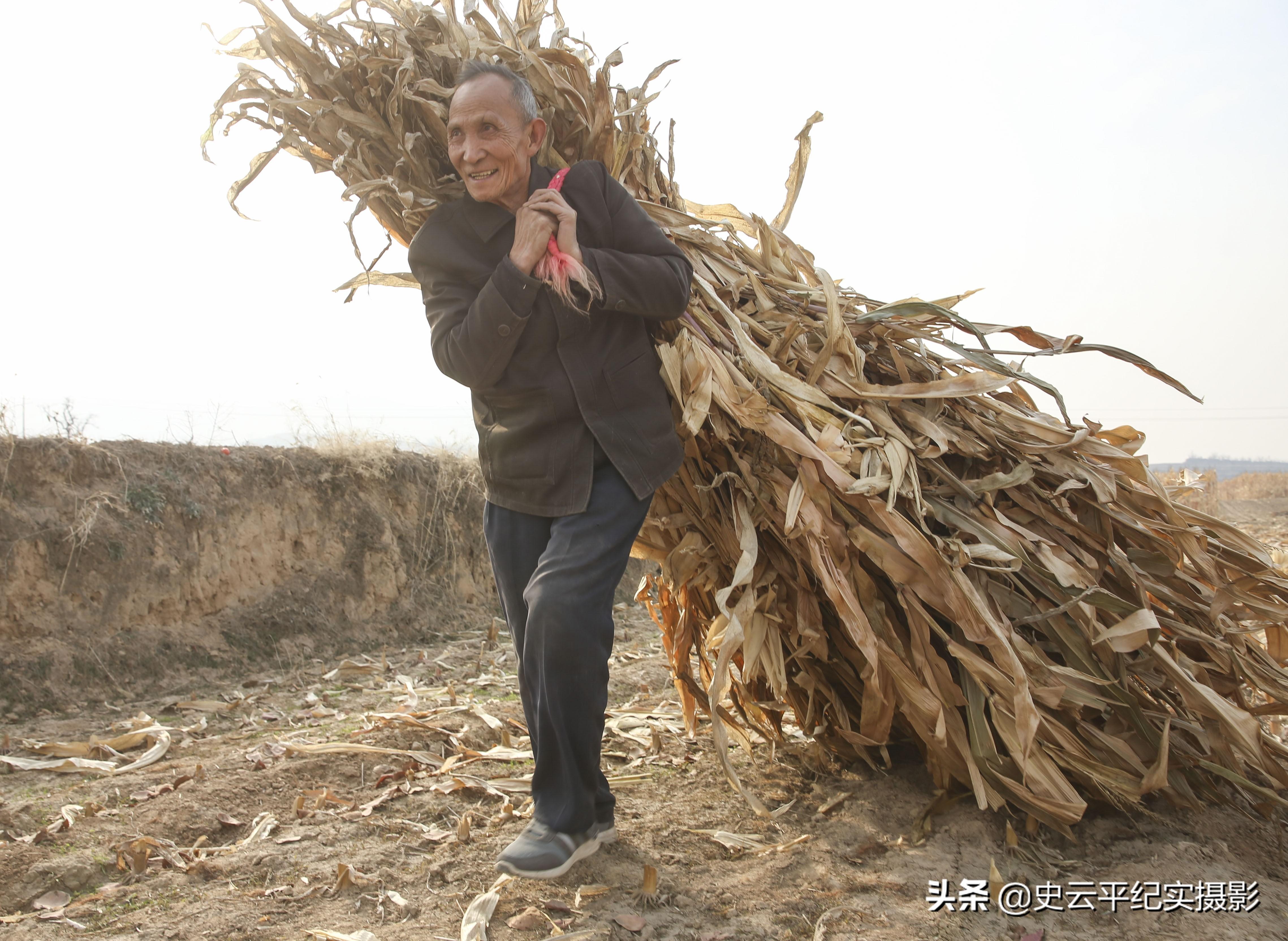 实测分享“实用玉米识别1234设备有没有《详细教程 新浪科技》