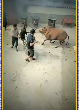 给大家爆料一下民间农村斗牛牛技巧手法 钱_大神怎么打一《我来教教你怎么赢 》