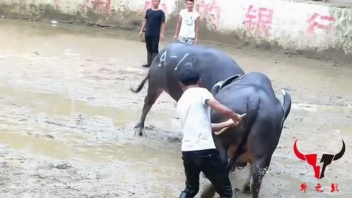 给大家爆料一下民间农村斗牛牛技巧手法 钱_大神怎么打一《我来教教你怎么赢 》