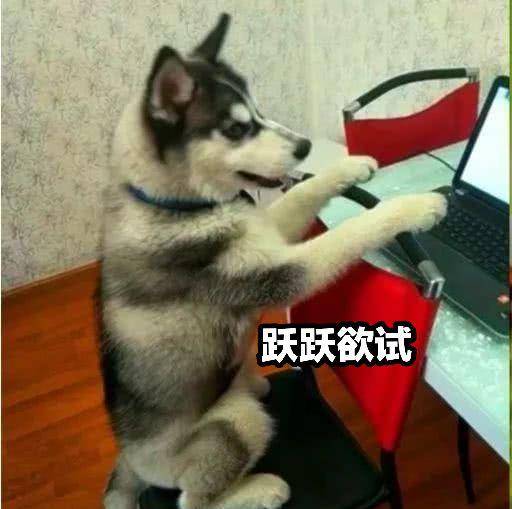 哈狗游戏是不是有挂(真的有挂)