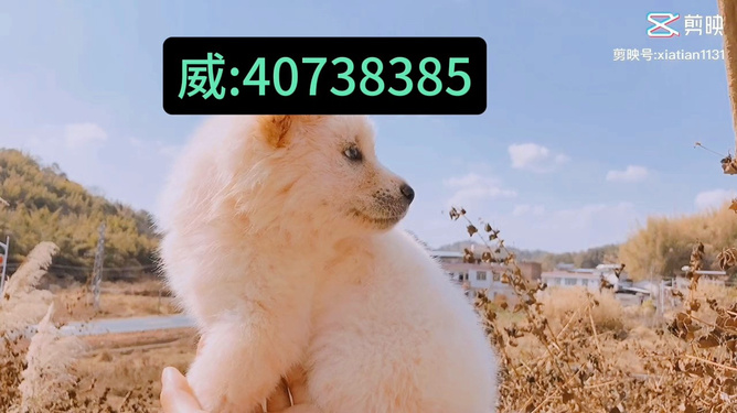 哈哈贵阳捉鸡麻将手机究竟到底有挂吗(确实是有挂)