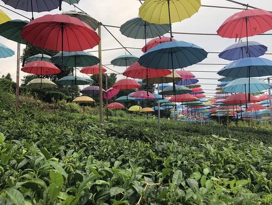 分享决窍“最方便作弊玩扎金花技巧顺口溜 《详细教程 新浪科技》